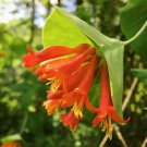 20 US Native Western Trumpet Orange Honeysuckle Lonicera Seeds