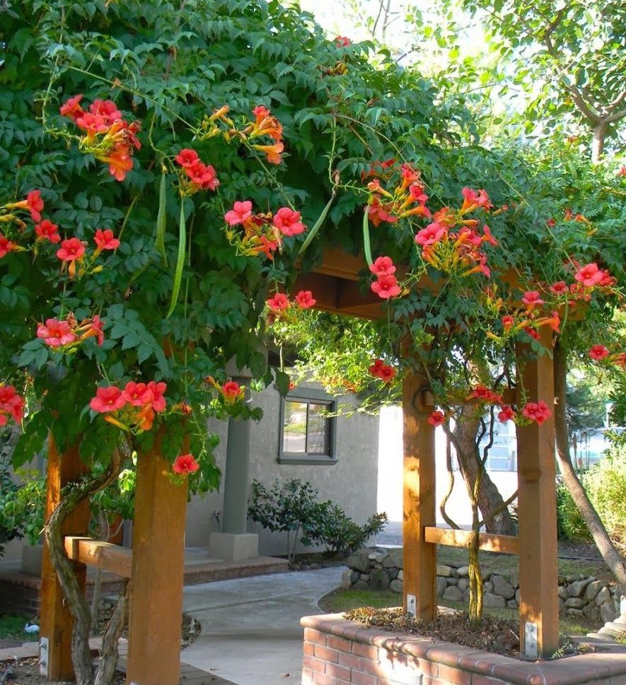 30 US Native Red Hummingbird Vine Campsis Seeds