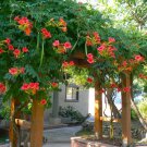 30 US Native Red Hummingbird Vine Campsis Seeds