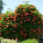 30 US Native Red Hummingbird Vine Campsis Seeds