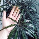 30 False Aralia Plerandra Schefflera Seeds