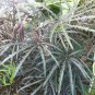 30 False Aralia Plerandra Schefflera Seeds