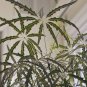 30 False Aralia Plerandra Schefflera Seeds