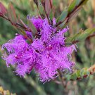 40 Thyme Honey Myrtle Melaleuca Seeds 40 Thyme Honey Myrtle Melaleuca Seeds