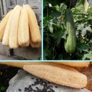 10 Luffa Loofah Sponge Gourd Organic Seeds