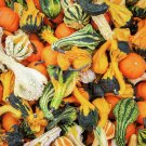 20 Decorative Ornamental Pumpkin Gourd Seeds
