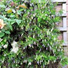 15 Purple Ornamental Apple Berry Vine Billardiera Seeds