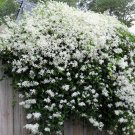 20 White Sweet Autumn Clematis Seeds
