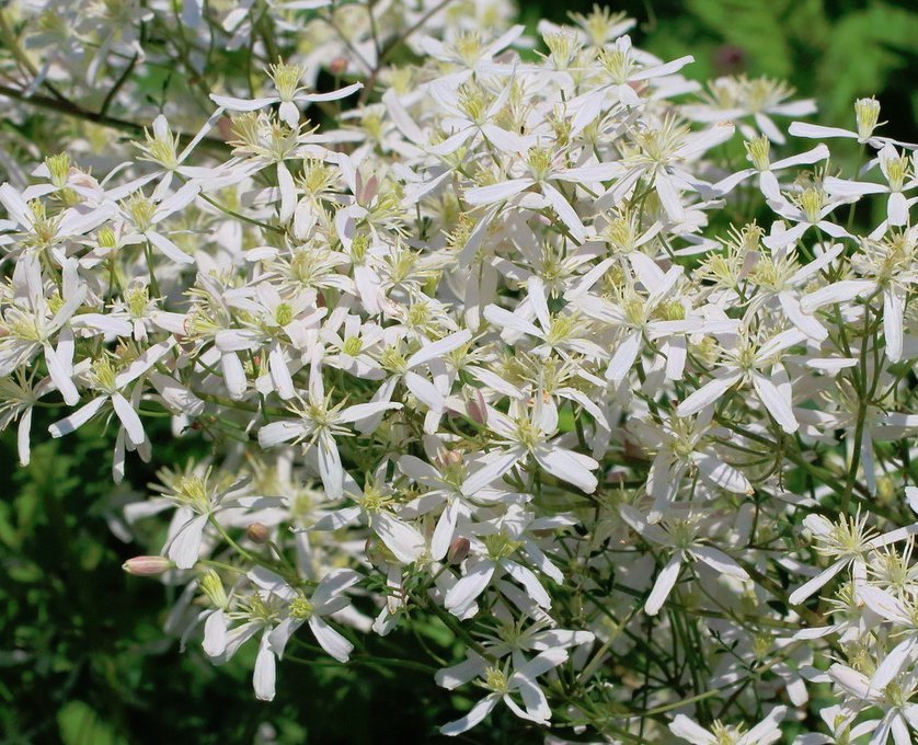 20 White Sweet Autumn Clematis Seeds