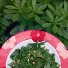 25 Beldroegao Jewels of Opar Talinum paniculatum Seeds