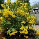 30 Tronadora Yellow Bells Tecoma Seeds 30 Tronadora Yellow Bells Tecoma Seeds