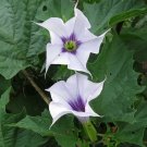 10 La Fleur Lilac Lavender Datura tatula Seeds 10 La Fleur Lilac Lavender Datura tatula Seeds
