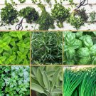 Organic Kitchen Herbs Seed Collection