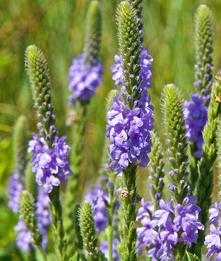 Растение ли. Вербена Стрикта. Verbena Simplex. Вербена Стрикта многолетняя. Вербена виргинская.