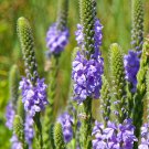 150 Purple Verbena Hoary Vervain Seeds