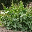 20 Perennial Heirloom Vegetable Good King Henry Blitum Chenopodium Seeds