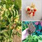 10 Organic Ashwagandha Vedic Withania Herb Seeds