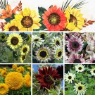 Sunflower Garden Flower Seed Collection Sunflower Garden Flower Seed Collection
