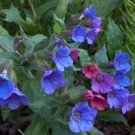 25 Soldiers and Sailors Lungwort Pulmonaria Seeds