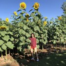 30 Tall Sunflower Giant Skyscraper Seeds