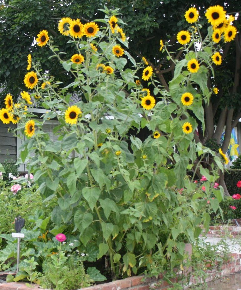 30 Tall Sunflower Giant Skyscraper Seeds