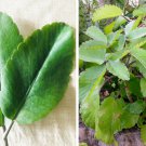 5 Leaf Cuttings Medicinal Leaf Of Life Organic Kalanchoe Bryophyllum
