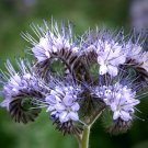 500 Organic Purple Bee Friend Fiddleneck Lace Phacelia Seeds