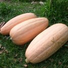 20 Winter Squash Pink Banana Heirloom Cucurbita Seeds