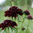 30 Pincushion Flower Black Beauty Scabiosa Seeds