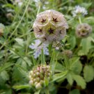 40 Papermoon Star Flower Scabiosa Seeds