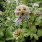 40 Papermoon Star Flower Scabiosa Seeds