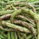 50 Heirloom Rattlesnake Pole Bean Seeds