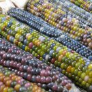 40 Native Heirloom Colorful Carls Glass Gem Corn Seeds