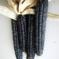 40 Native Indian Heirloom Sweet Corn Black Aztec Seeds