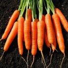 150 Scarlet Nantes Heirloom Carrot Carota Seeds