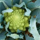 120 Romanesco Broccoli Italian Heirloom Brassica Seeds