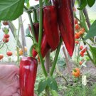 30 Italian Giant Marconi Chili Pepper Seeds