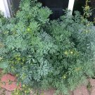 25 Herb of Grace Organic Rue Ruta graveolens Seeds