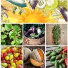 Southern Summer Hot Climate Vegetable Garden Seed Collection