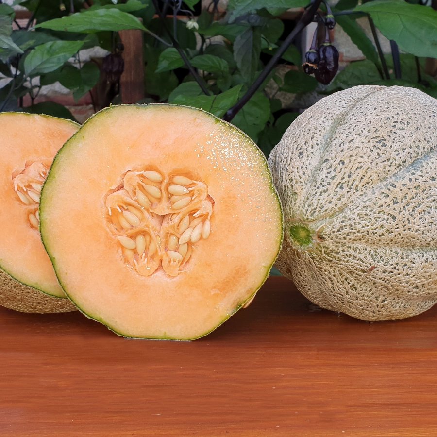 30 Heirloom Cantaloupe Hearts of Gold Muskmelon Seeds