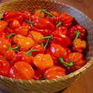 25 Caribbean Red Habanero  Heirloom Chili Capsicum Seeds