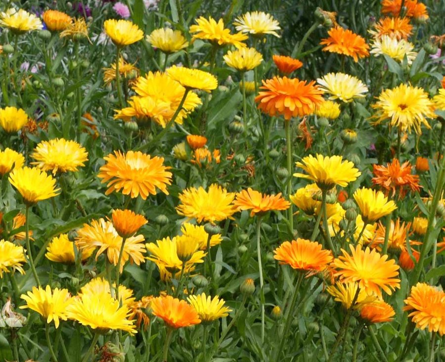 50 Organic Mixed Calendula Seeds