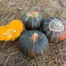 25 Buttercup Burgess Winter Squash Seeds
