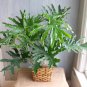 15 Split Leaf Philodendron Selloum Thaumatophyllum Seeds