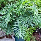 15 Split Leaf Philodendron Selloum Thaumatophyllum Seeds