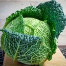 100 Sweet German Heirloom Savoy Cabbage Brassica Seeds