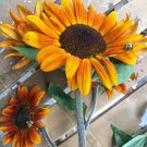 30 Autumn Beauty Sunflower Mix Helianthus 30 Autumn Beauty Sunflower Mix Helianthus