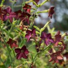 100 Maroon Bronze Queen Fragrant Nicotiana Seeds 100 Maroon Bronze Queen Fragrant Nicotiana Seeds