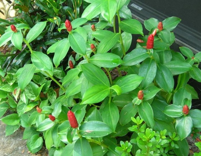 red button ginger plant care in patio