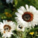 50 Zulu Prince Daisy Venidium Seeds 50 Zulu Prince Daisy Venidium Seeds